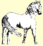 bannière cheval.jpg (9538 octets)