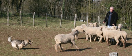 bolthorn mouton mars 2008.jpg (35675 octets)