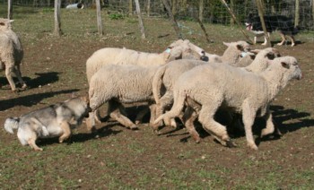 bolthorn mouton mars 2008D.jpg (30597 octets)