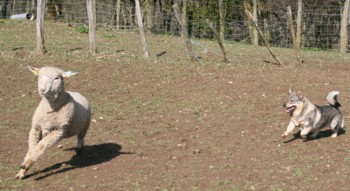 bolthorn mouton mars 2008H.jpg (26150 octets)