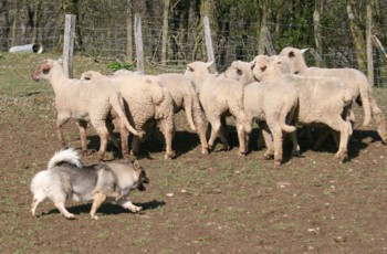 bolthorn mouton mars 2008O.jpg (32897 octets)