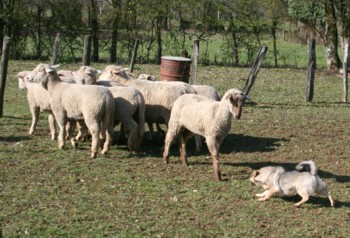 boom mouton mars 2008A.jpg (38308 octets)