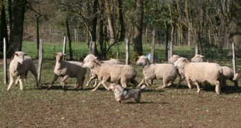 boom mouton mars 2008D.jpg (29145 octets)