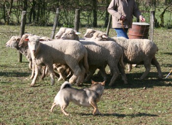 boom mouton mars 2008G.jpg (42897 octets)
