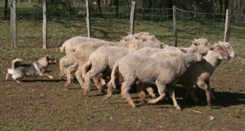 boom mouton mars 2008H.jpg (26462 octets)