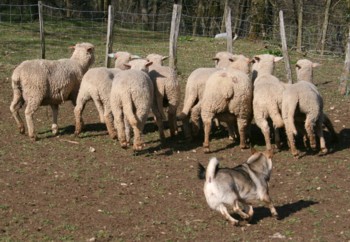 boom mouton mars 2008J.jpg (35003 octets)