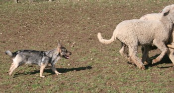 chiro mouton mars 2008C.jpg (28295 octets)