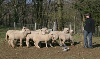 chiro mouton mars 2008G.jpg (29690 octets)