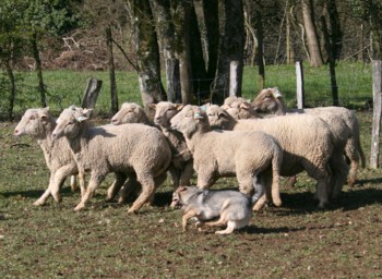 chiro mouton mars 2008H.jpg (40528 octets)