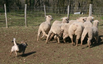 chiro mouton mars 2008P.jpg (30911 octets)