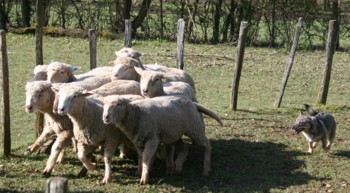 chiro mouton mars 2008R.jpg (31410 octets)