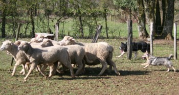 chiro mouton mars 2008S.jpg (31828 octets)