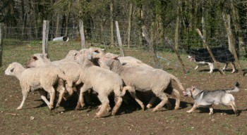 chiro mouton mars 2008T.jpg (27920 octets)
