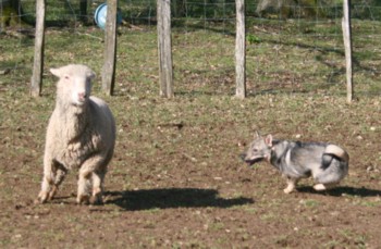 chiro mouton mars 2008U.jpg (32912 octets)