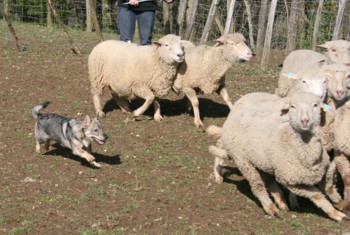 chiro mouton mars 2008V.jpg (34447 octets)