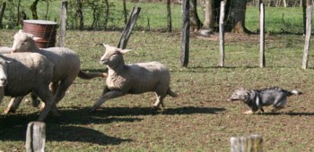 chiro mouton mars 2008X.jpg (27273 octets)