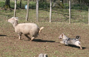 chiro mouton mars 2008Y.jpg (34898 octets)