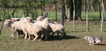 chiro mouton mars 2008Z.jpg (27720 octets)