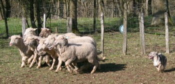 chiro mouton mars 2008j.jpg (27325 octets)
