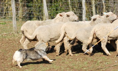 mouton mars 2008 vallda.jpg (47109 octets)