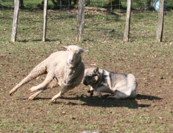 bolthorn mouton mars 2008A.jpg (42403 octets)