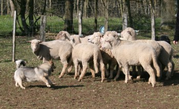 bolthorn mouton mars 2008F.jpg (32583 octets)
