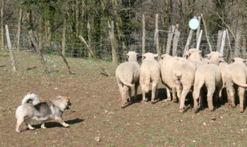bolthorn mouton mars 2008G.jpg (31370 octets)