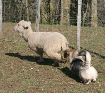 bolthorn mouton mars 2008I.jpg (46189 octets)