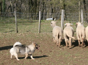 bolthorn mouton mars 2008J.jpg (38159 octets)