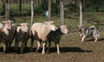 bolthorn mouton mars 2008K.jpg (29771 octets)