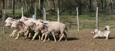 bolthorn mouton mars 2008L.jpg (31457 octets)