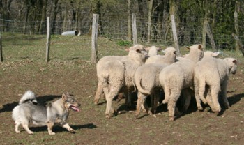bolthorn mouton mars 2008M.jpg (29296 octets)