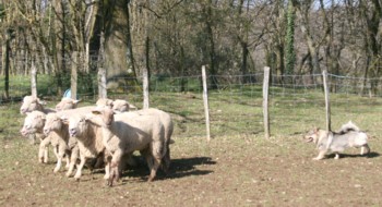 bolthorn mouton mars 2008N.jpg (29318 octets)