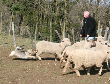 bolthorn mouton mars 2008R.jpg (40503 octets)