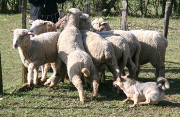 boom mouton mars 2008.jpg (38460 octets)
