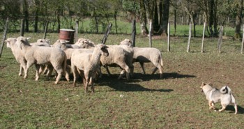 boom mouton mars 2008B.jpg (29717 octets)