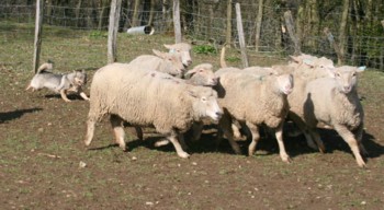 boom mouton mars 2008E.jpg (26708 octets)