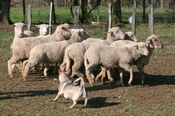boom mouton mars 2008I.jpg (36177 octets)