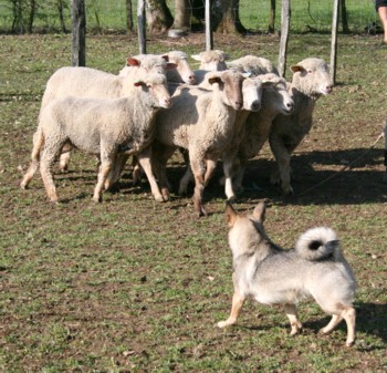 boom mouton mars 2008K.jpg (54483 octets)