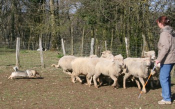 boom mouton mars 2008L.jpg (33974 octets)