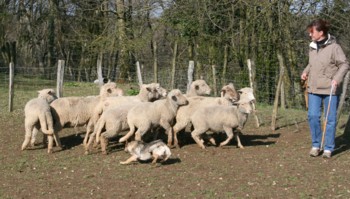 boom mouton mars 2008M.jpg (30400 octets)
