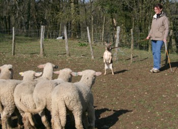 boom mouton mars 2008N.jpg (35537 octets)