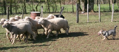 chiro mouton mars 2008.jpg (33120 octets)