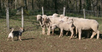 chiro mouton mars 2008A.jpg (26460 octets)