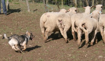 chiro mouton mars 2008B.jpg (29395 octets)