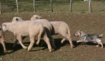 chiro mouton mars 2008D.jpg (27981 octets)
