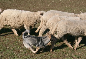 chiro mouton mars 2008E.jpg (35298 octets)