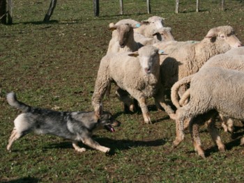 chiro mouton mars 2008F.jpg (38882 octets)