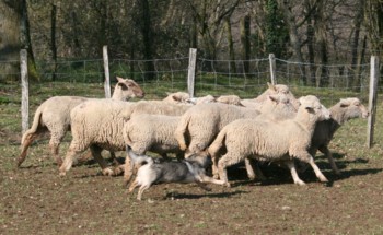 chiro mouton mars 2008I.jpg (31740 octets)