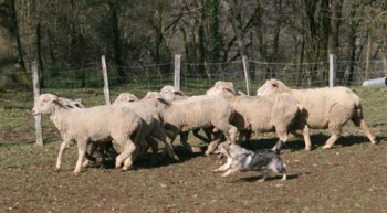 chiro mouton mars 2008K.jpg (28222 octets)